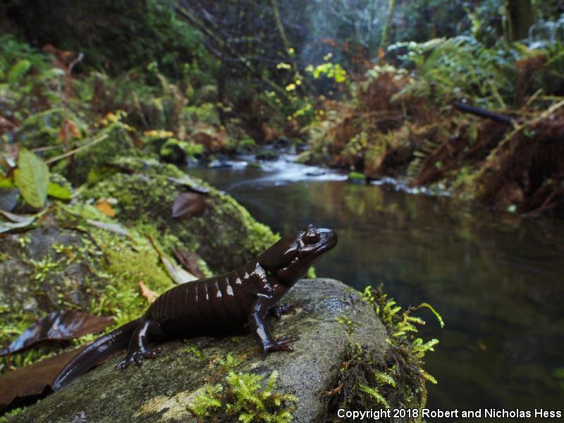 Northwestern Salamander (Ambystoma gracile)