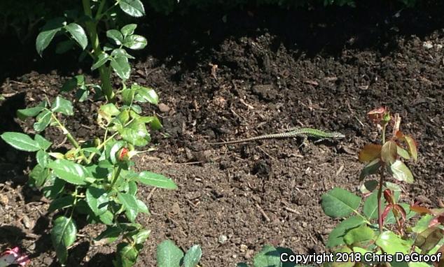 Common Wall Lizard (Podarcis muralis)