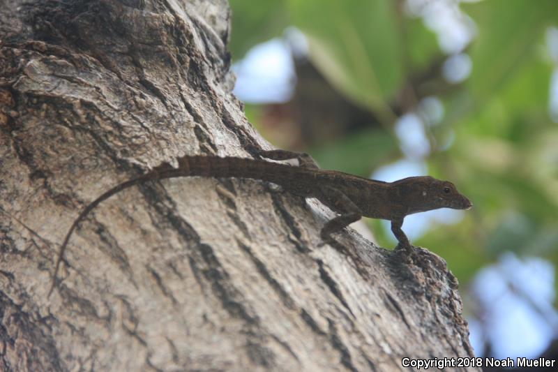 Puerto Rican Crested Anole (Anolis cristatellus cristatellus)