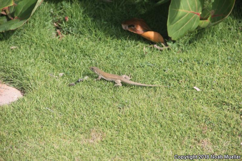 Ameivas (Ameiva)