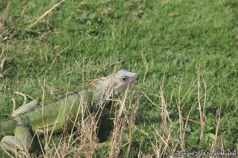 Green Iguana (Iguana iguana)