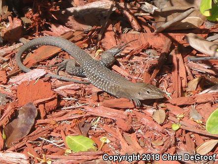 Ameivas (Ameiva)