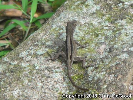 Puerto Rican Crested Anole (Anolis cristatellus cristatellus)