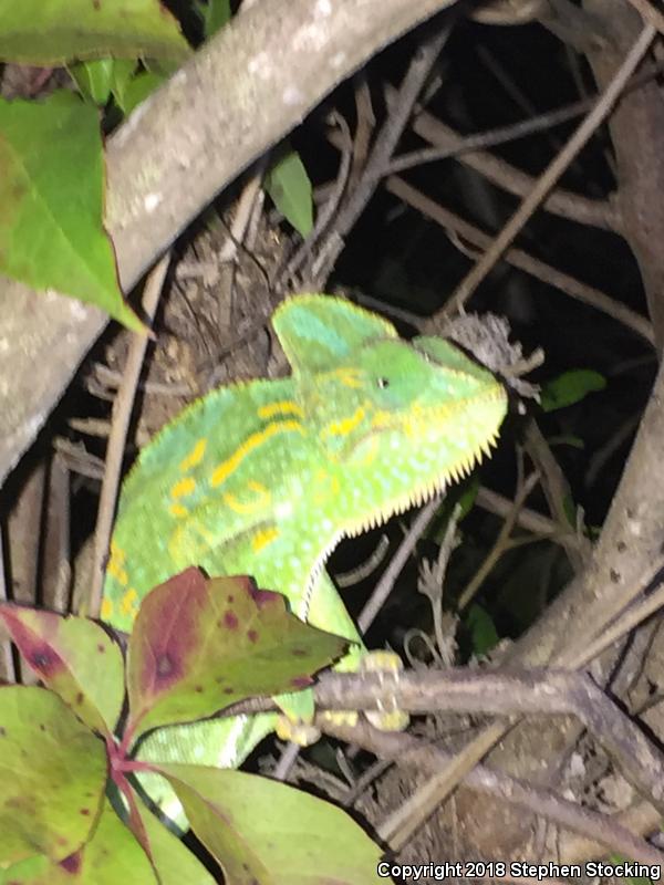 Veiled Chameleon (Chamaeleo calyptratus)