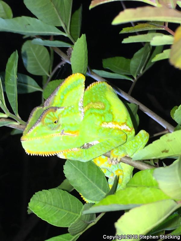 Veiled Chameleon (Chamaeleo calyptratus)