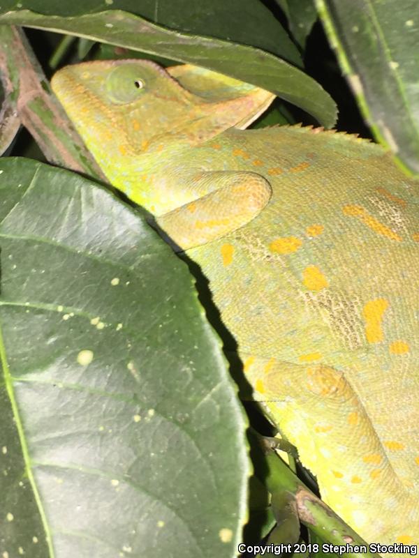 Veiled Chameleon (Chamaeleo calyptratus)