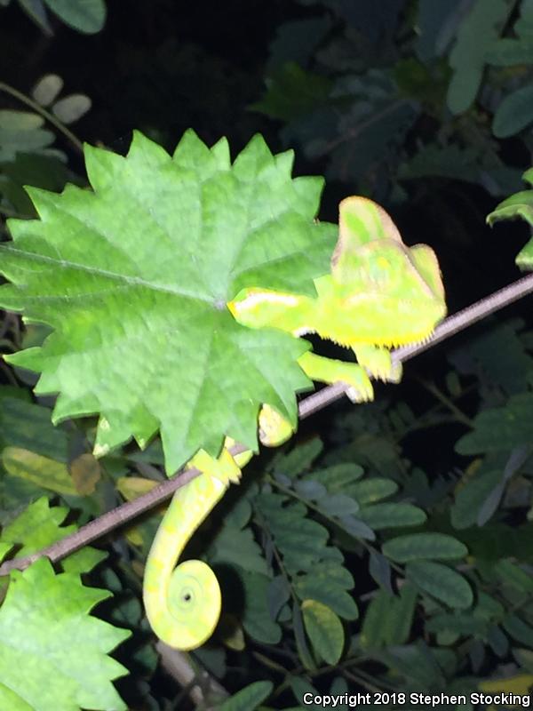 Veiled Chameleon (Chamaeleo calyptratus)