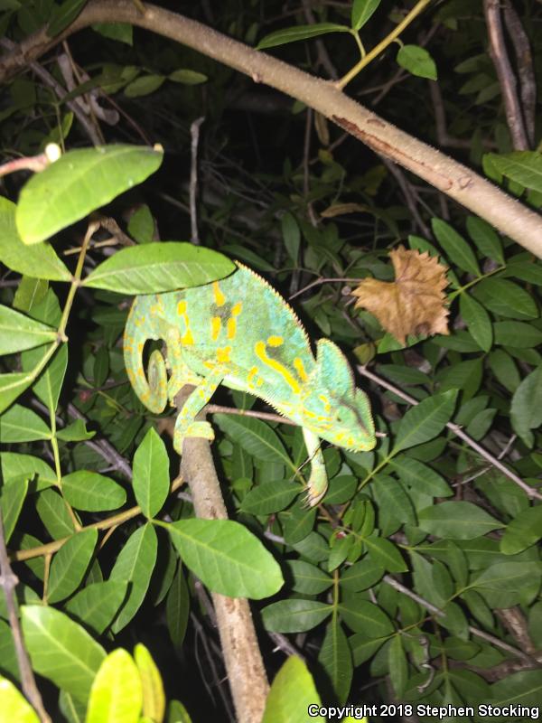 Veiled Chameleon (Chamaeleo calyptratus)