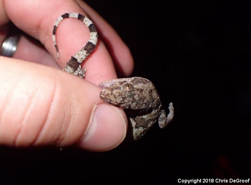 Wood Slave (Hemidactylus mabouia)