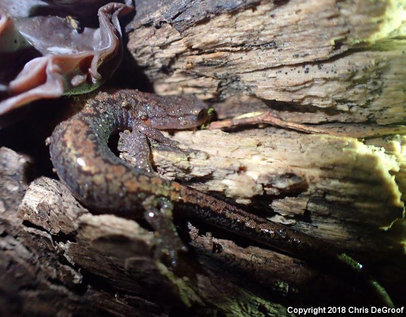 Northern Zigzag Salamander (Plethodon dorsalis)