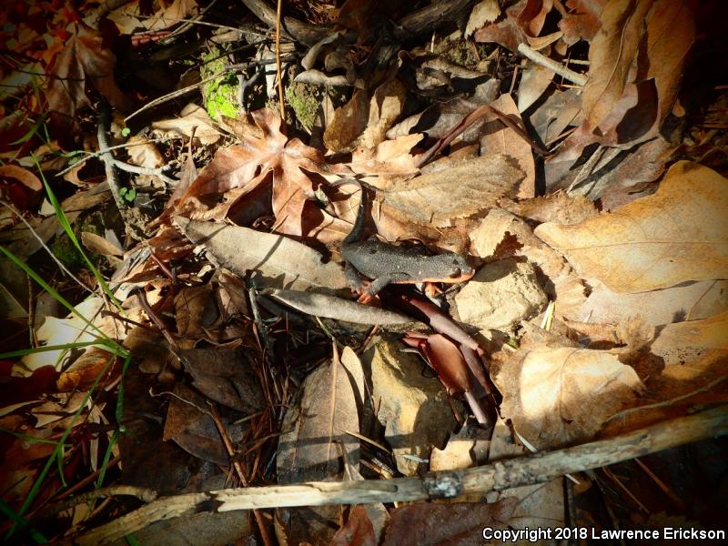 Red-bellied Newt (Taricha rivularis)