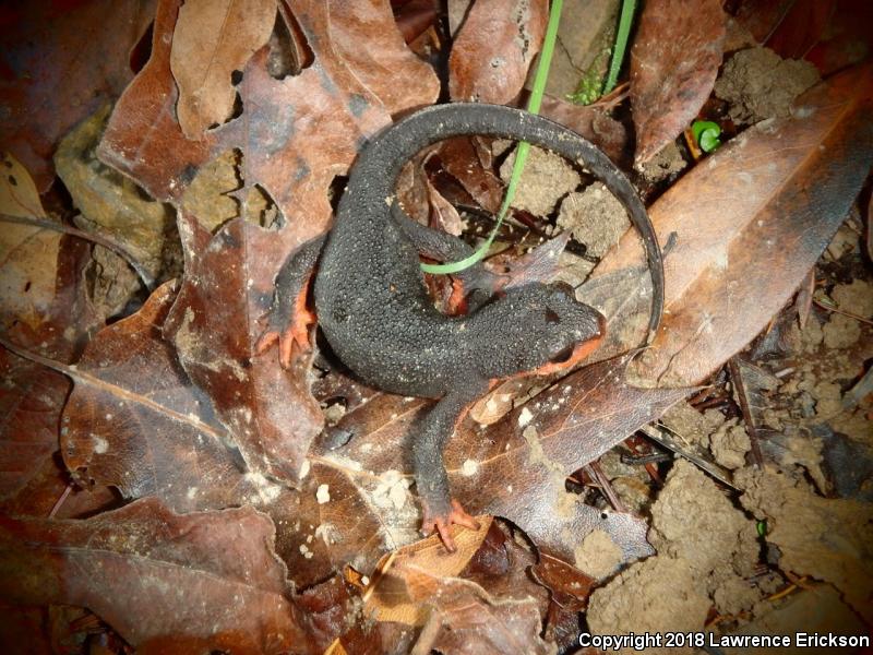 Red-bellied Newt (Taricha rivularis)