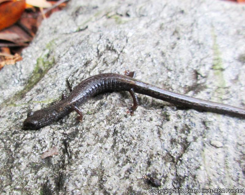 San Gabriel Mountains Slender Salamander (Batrachoseps gabrieli)