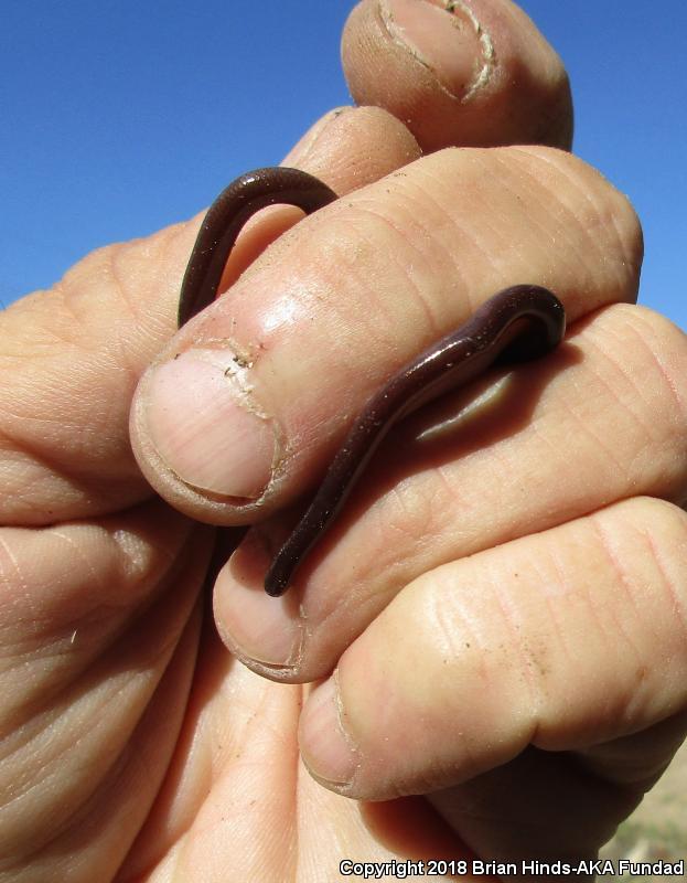 Brahminy Blindsnake (Ramphotyphlops braminus)