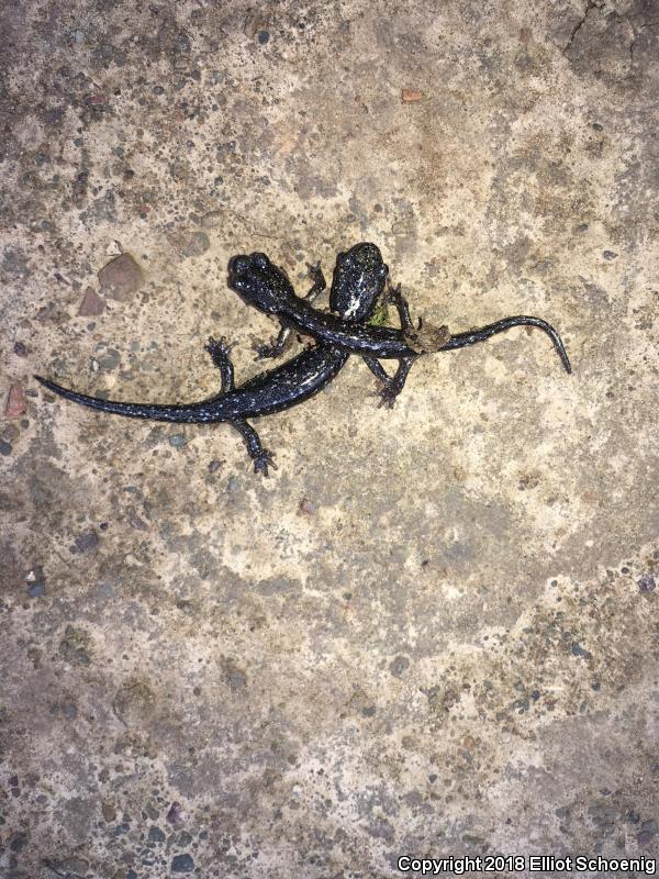 Speckled Black Salamander (Aneides flavipunctatus flavipunctatus)