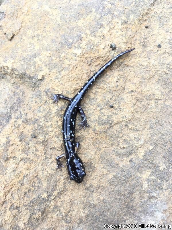 Speckled Black Salamander (Aneides flavipunctatus flavipunctatus)