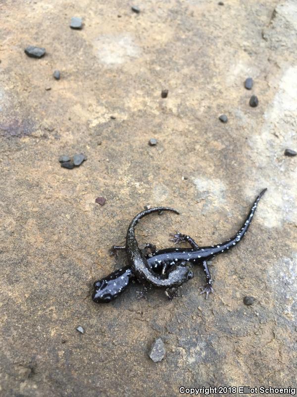 Speckled Black Salamander (Aneides flavipunctatus flavipunctatus)