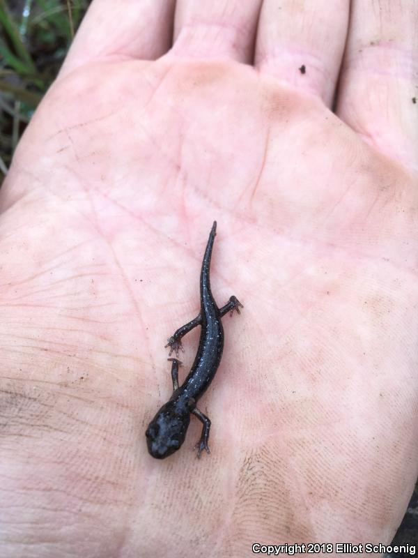 Speckled Black Salamander (Aneides flavipunctatus flavipunctatus)