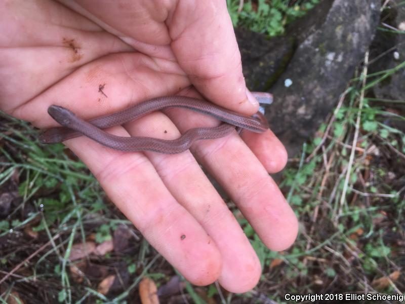 Sharp-tailed Snake (Contia tenuis)