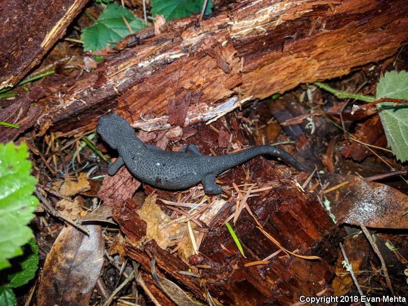 Red-bellied Newt (Taricha rivularis)