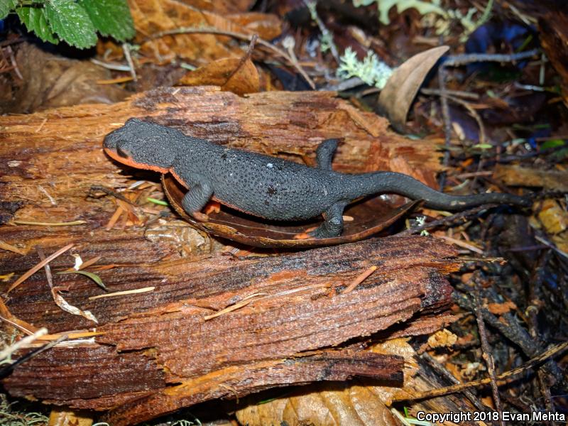 Red-bellied Newt (Taricha rivularis)