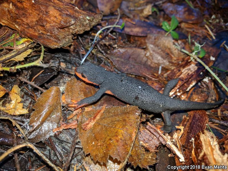 Red-bellied Newt (Taricha rivularis)