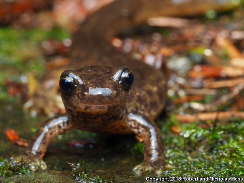 Southern Torrent Salamander (Rhyacotriton variegatus)