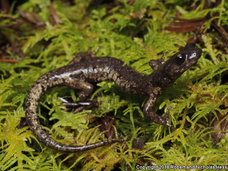 Wandering Salamander (Aneides vagrans)