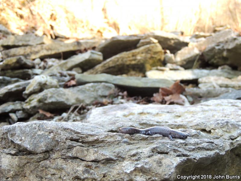 Streamside Salamander (Ambystoma barbouri)