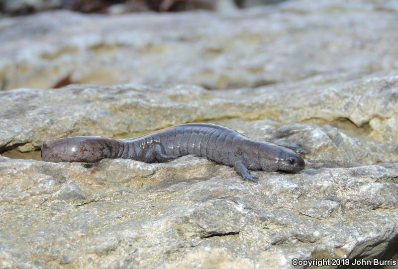 Streamside Salamander (Ambystoma barbouri)