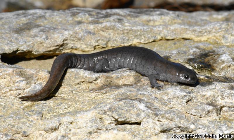 Streamside Salamander (Ambystoma barbouri)