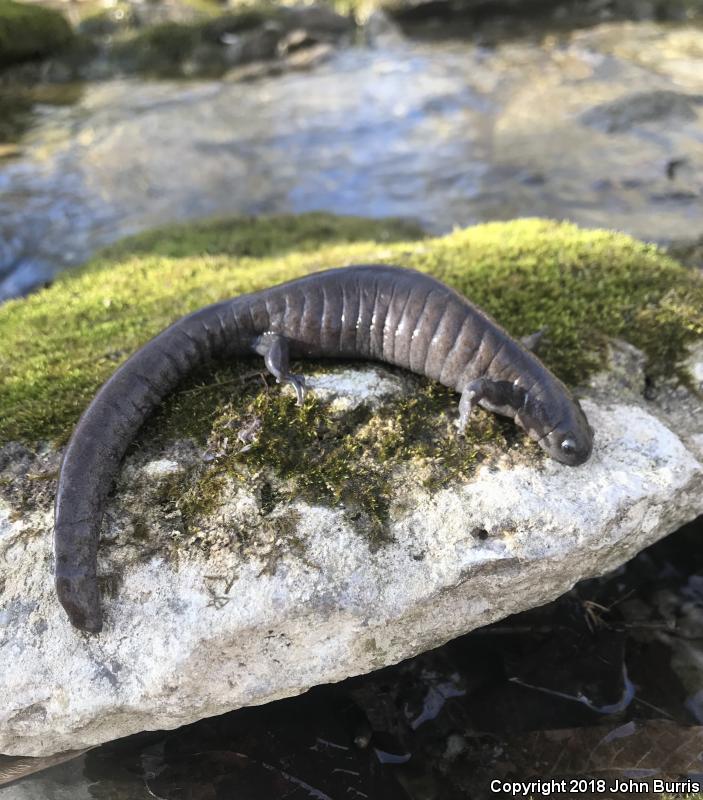 Streamside Salamander (Ambystoma barbouri)