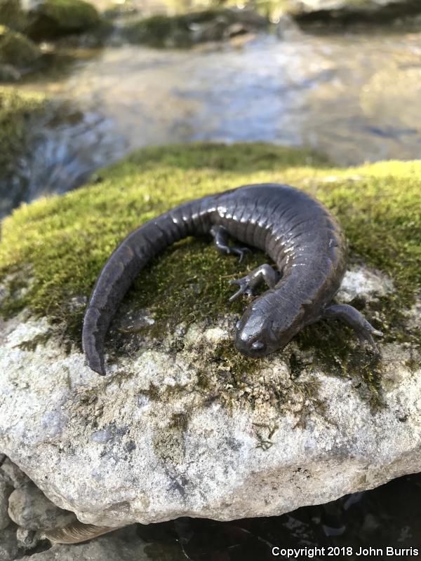 Streamside Salamander (Ambystoma barbouri)