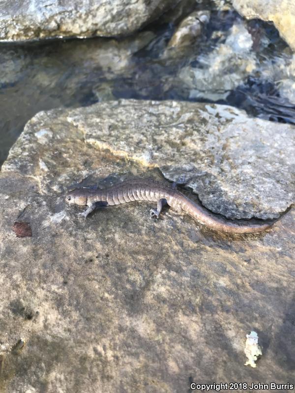 Streamside Salamander (Ambystoma barbouri)