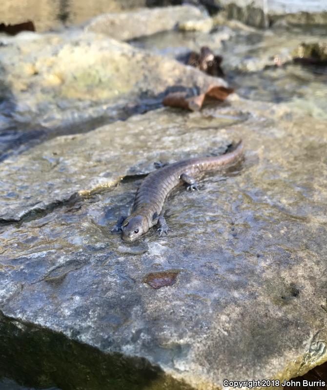 Streamside Salamander (Ambystoma barbouri)