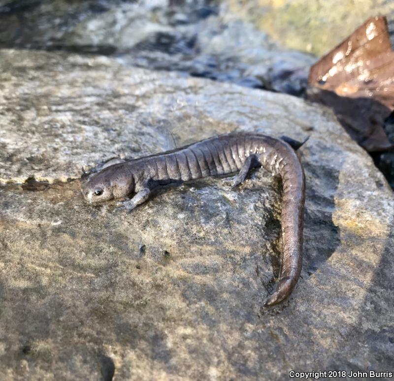 Streamside Salamander (Ambystoma barbouri)