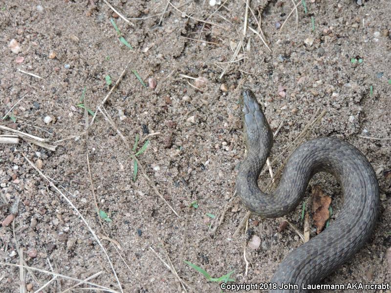 Narrow-headed Gartersnake (Thamnophis rufipunctatus)