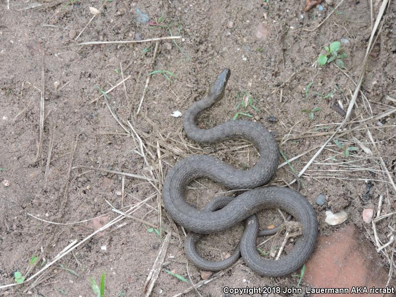 Narrow-headed Gartersnake (Thamnophis rufipunctatus)