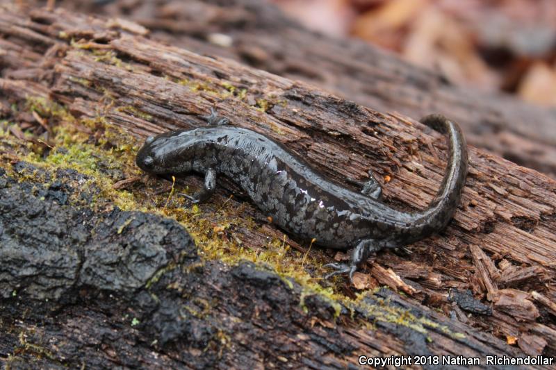 Mabee's Salamander (Ambystoma mabeei)