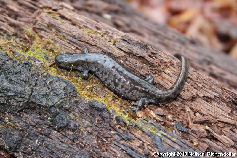 Mabee's Salamander (Ambystoma mabeei)