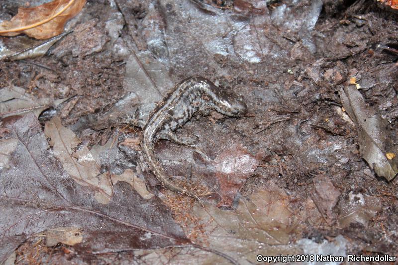 Mabee's Salamander (Ambystoma mabeei)