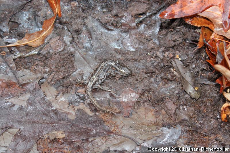 Mabee's Salamander (Ambystoma mabeei)