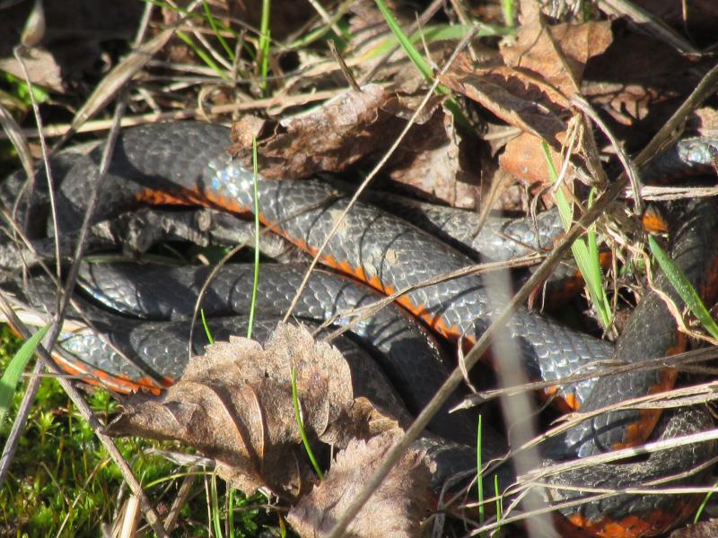 Northwestern Ring-necked Snake (Diadophis punctatus occidentalis)