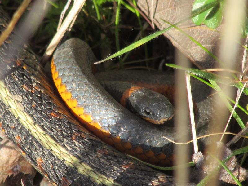 Northwestern Ring-necked Snake (Diadophis punctatus occidentalis)