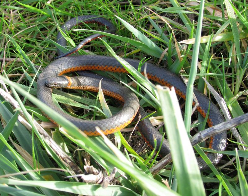 Northwestern Ring-necked Snake (Diadophis punctatus occidentalis)