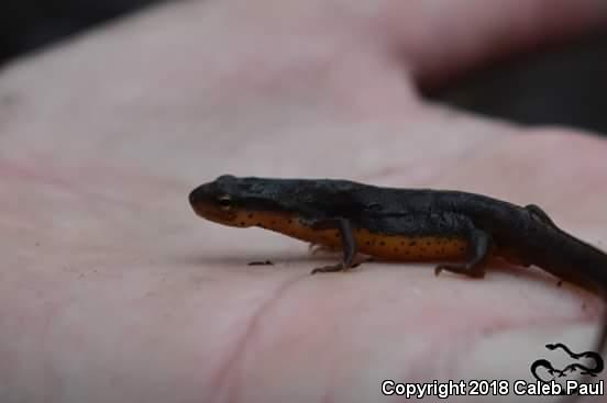 Central Newt (Notophthalmus viridescens louisianensis)