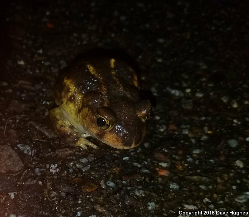 Eastern Spadefoot (Scaphiopus holbrookii)