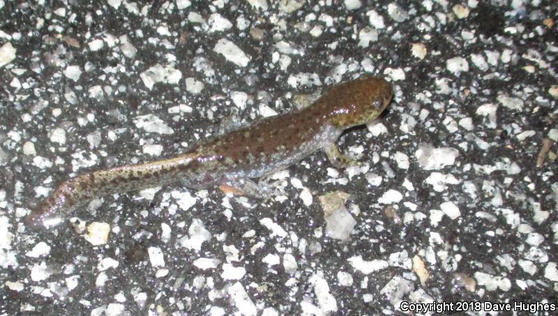 Mole Salamander (Ambystoma talpoideum)