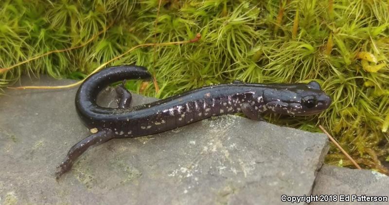 Wehrle's Salamander (Plethodon wehrlei)