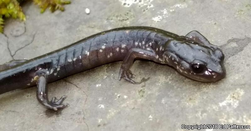 Wehrle's Salamander (Plethodon wehrlei)